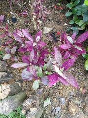 Iresine diffusa herbstii