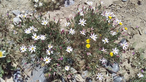 Hole-in-the-sand Plant (Nicolletia edwardsii)