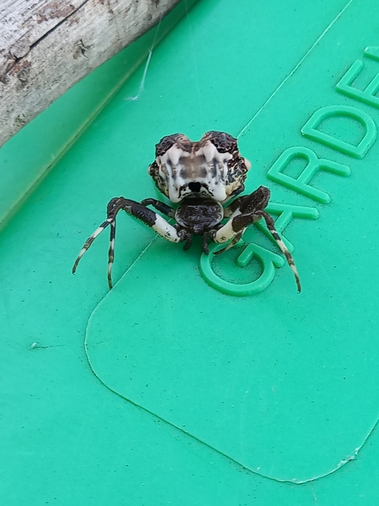 Common Bird-dropping Spider from Mornington VIC 3931, Australia on ...