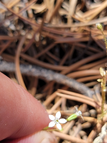 Image of Gilia clokeyi by (c) Colin J Pryor, some rights reserved (CC BY)