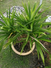 Pandanus amaryllifolius