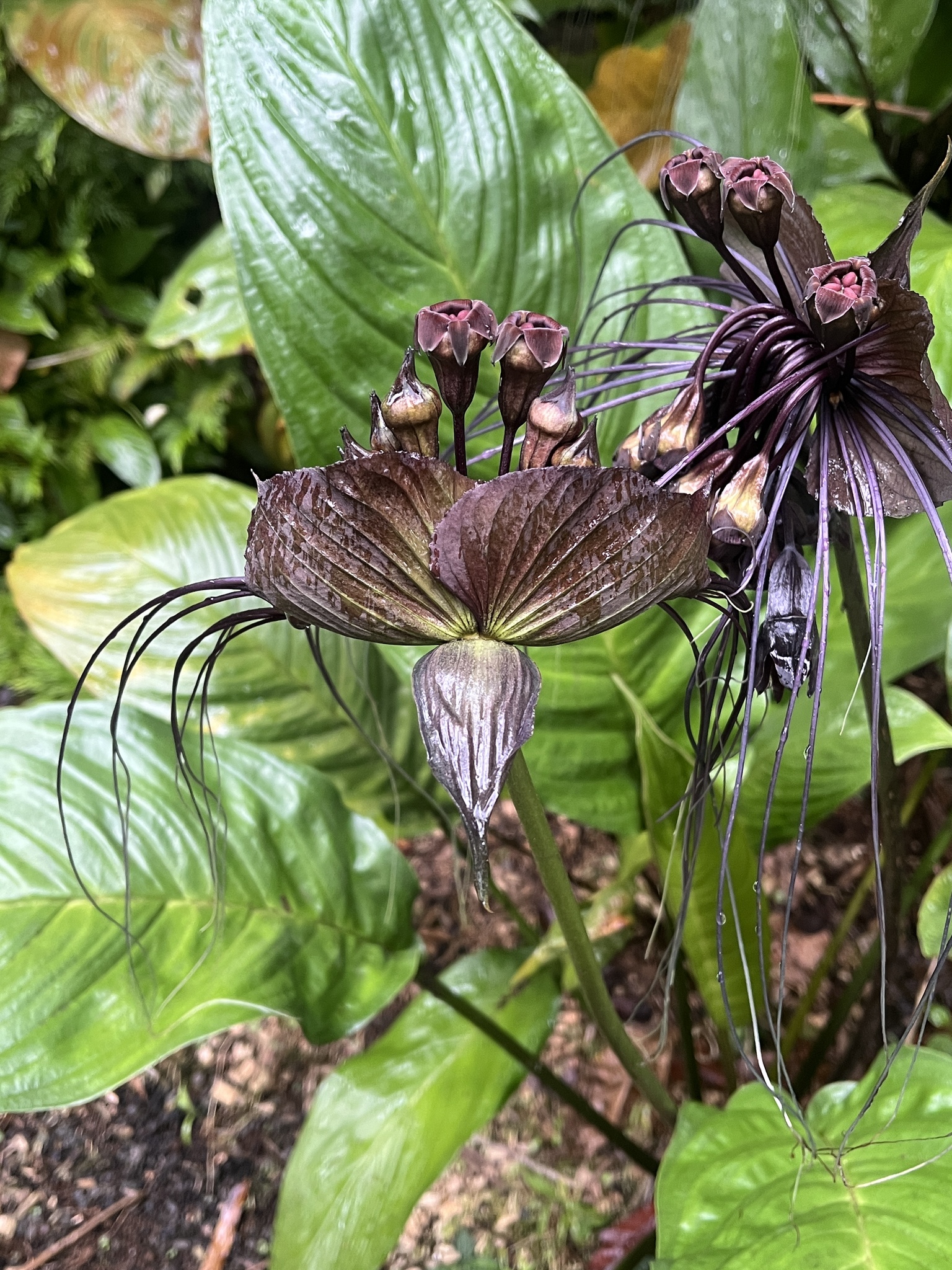 Imagem de Flor-morcego