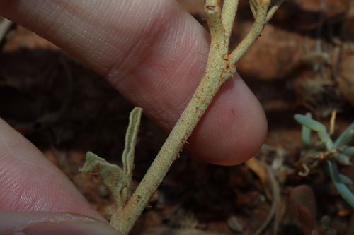Image of Solanum esuriale by (c) Thomas Mesaglio, some rights reserved (CC BY)