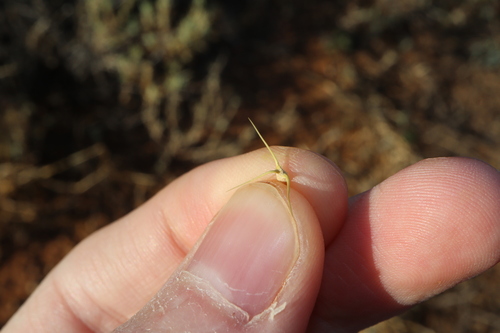 Tangled Bassia (Sclerolaena divaricata)