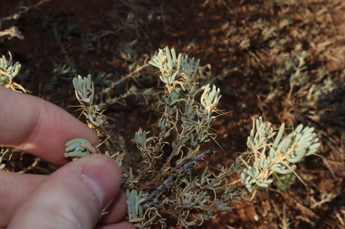 Image of Sclerolaena divaricata by (c) Thomas Mesaglio, some rights reserved (CC BY)