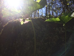 Trillium rugelii
