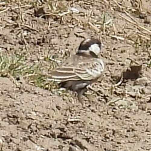 Grey-backed Sparrow-Lark (Eremopterix verticalis), photo 10