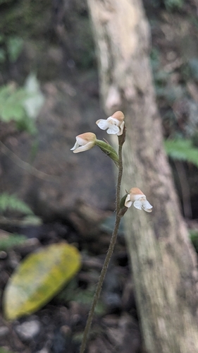 Image of Zeuxine nervosa by (c) Cheng-Te Hsu, some rights reserved (CC BY)