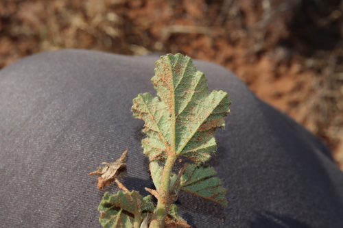 Image of Abutilon malvifolium by (c) Thomas Mesaglio, some rights reserved (CC BY)
