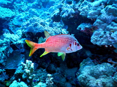 Sargocentron spiniferum