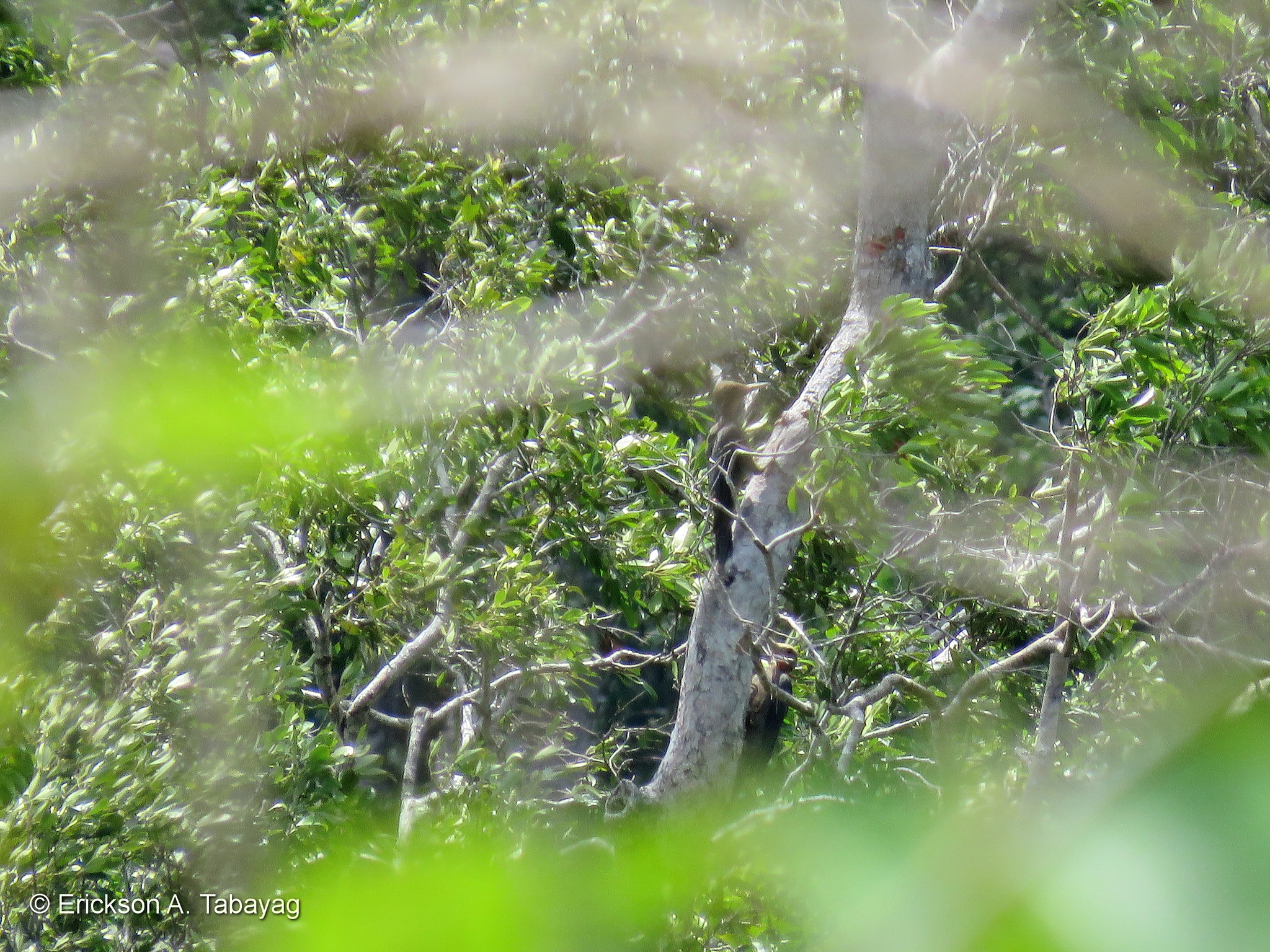 Great Slaty Woodpecker