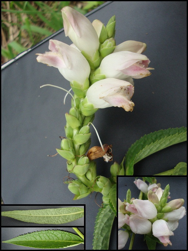 Chelone