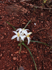 Leucocrinum montanum