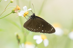 Euploea sylvester swinhoei