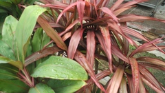 Cordyline fruticosa