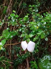 Mussaenda pubescens