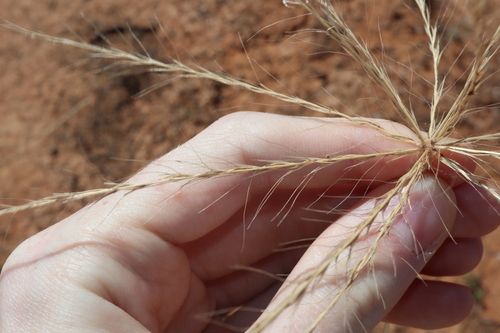 Image of Enteropogon acicularis by (c) Thomas Mesaglio, some rights reserved (CC BY)