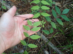 Wisteria frutescens