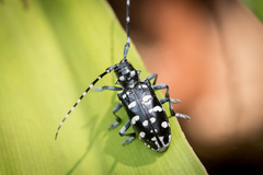 Anoplophora macularia