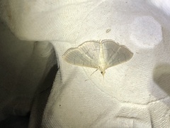 Poliobotys ablactalis