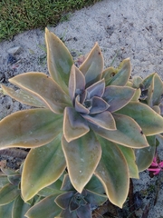 Graptoveria