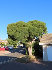 Melaleuca alternifolia