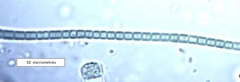 Leptolyngbya