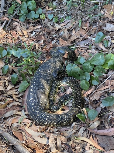 Diamond Python sighting