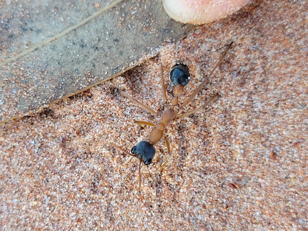 Myrmecia desertorum from Petermann-Simpson, AU-NT, AU on March 30, 2024 ...