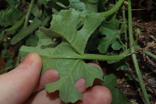 Image of Cucumis myriocarpus by (c) Thomas Mesaglio, some rights reserved (CC BY)