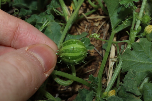Image of Cucumis myriocarpus by (c) Thomas Mesaglio, some rights reserved (CC BY)