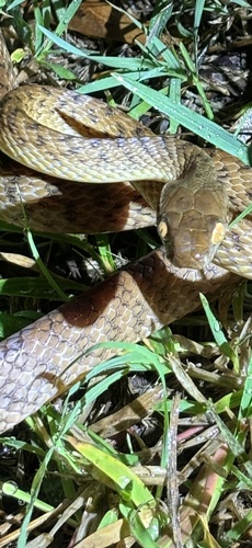 Brown Tree Snake sighting