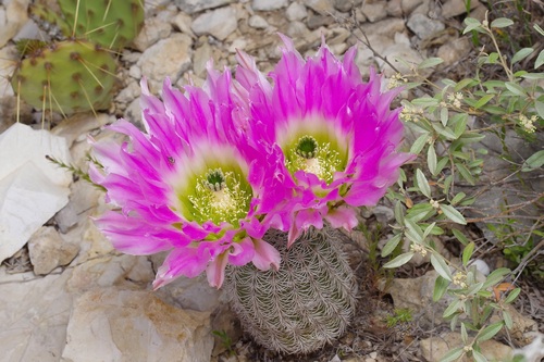 Echinocereus pectinatus