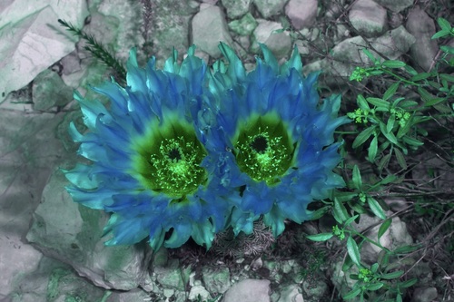 Echinocereus pectinatus