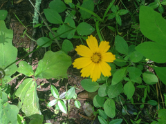 Coreopsis pubescens