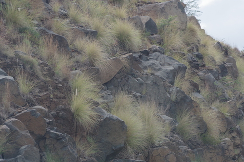 Fountain Grass