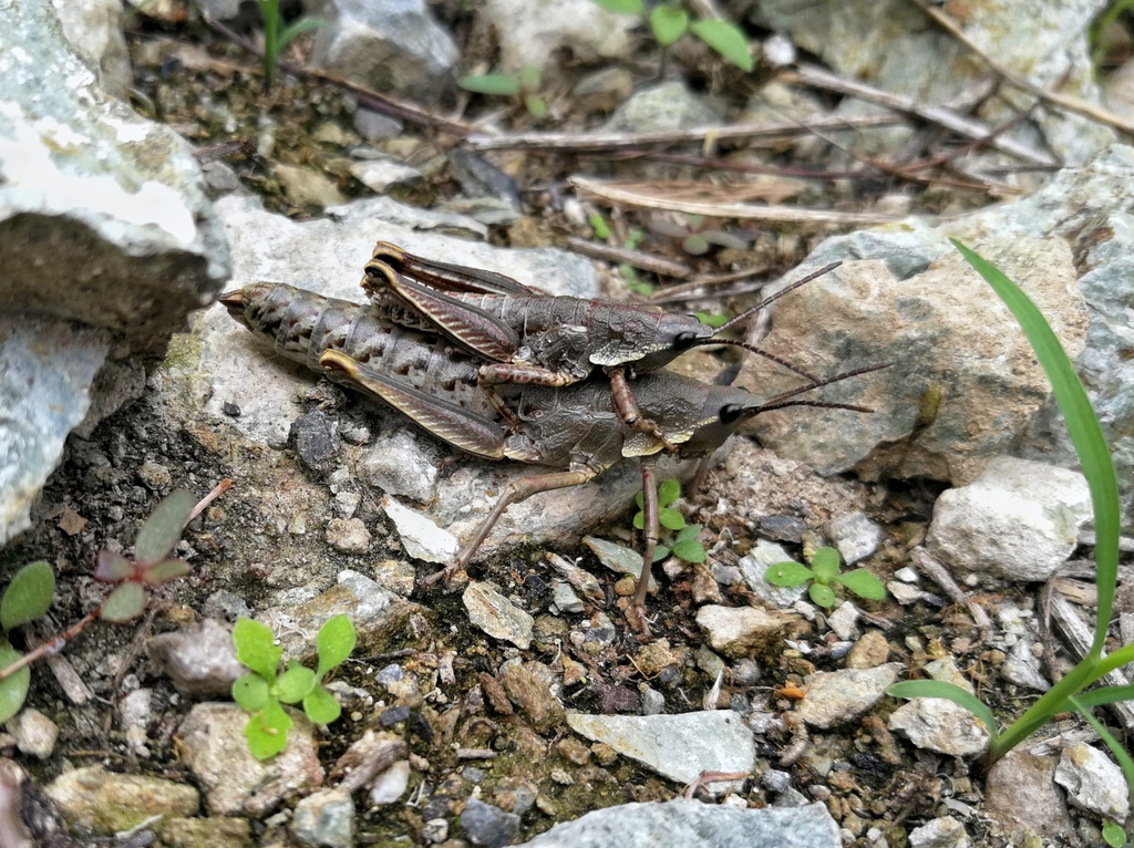 Mekongiana
