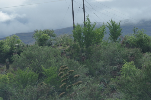 Cape Aloe