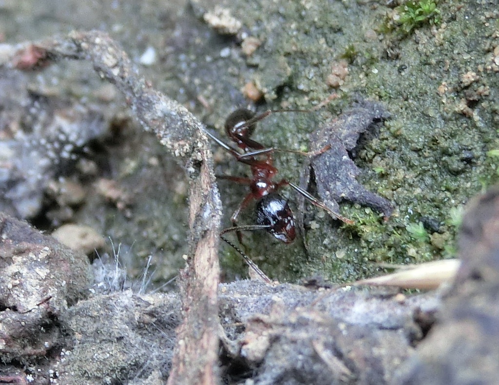 Collared Ants from 558台灣南投縣鹿谷鄉 on March 29, 2024 at 02:13 PM by ...