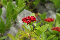 Pinochia corymbosa