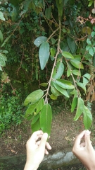 Ficus pumila awkeotsang
