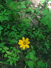 Coreopsis pubescens