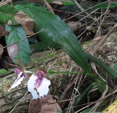Zygosepalum labiosum