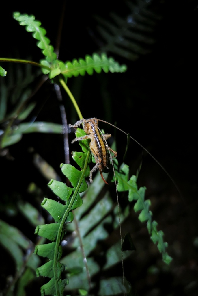 Tenuigryllacris