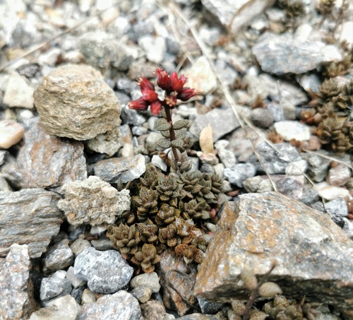 Sinocrassula stenosquamata