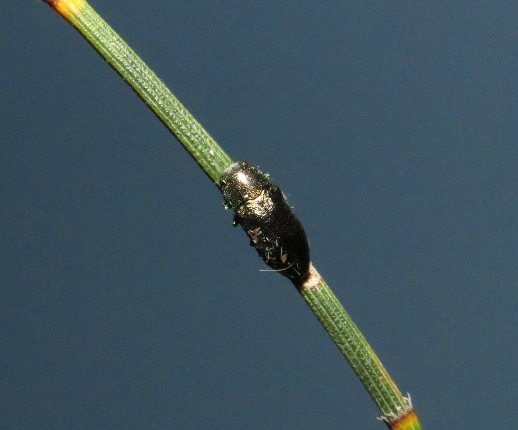 Stanwatkinsius subcarinifrons