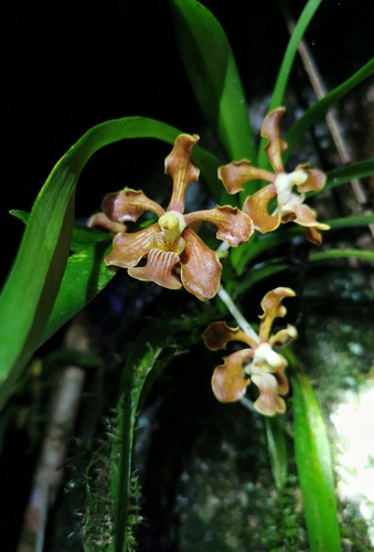 Esquirolii Orchid