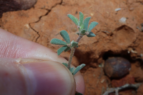Image of Lotus cruentus by (c) Thomas Mesaglio, some rights reserved (CC BY)