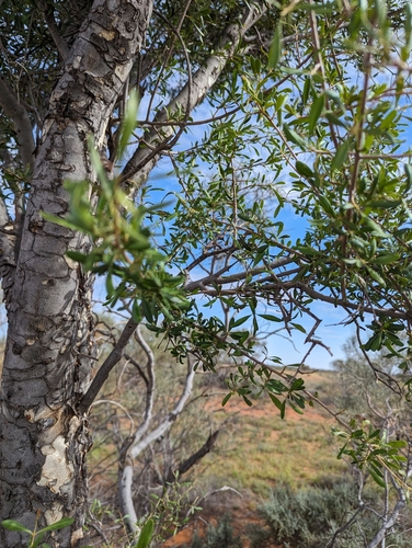 Image of Flindersia maculosa by (c) Will Cornwell, some rights reserved (CC BY)