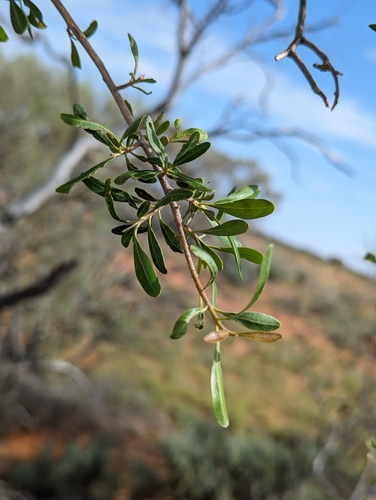 Image of Flindersia maculosa by (c) Will Cornwell, some rights reserved (CC BY)